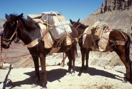 delivery mail by mule train