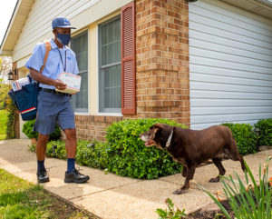 Image of letter carrier delivering to a house with dogs for the dog bite awareness campaign.