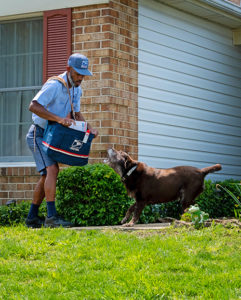 Images of letter carrier delivering to a house with dogs for the dog bite awareness campaign.