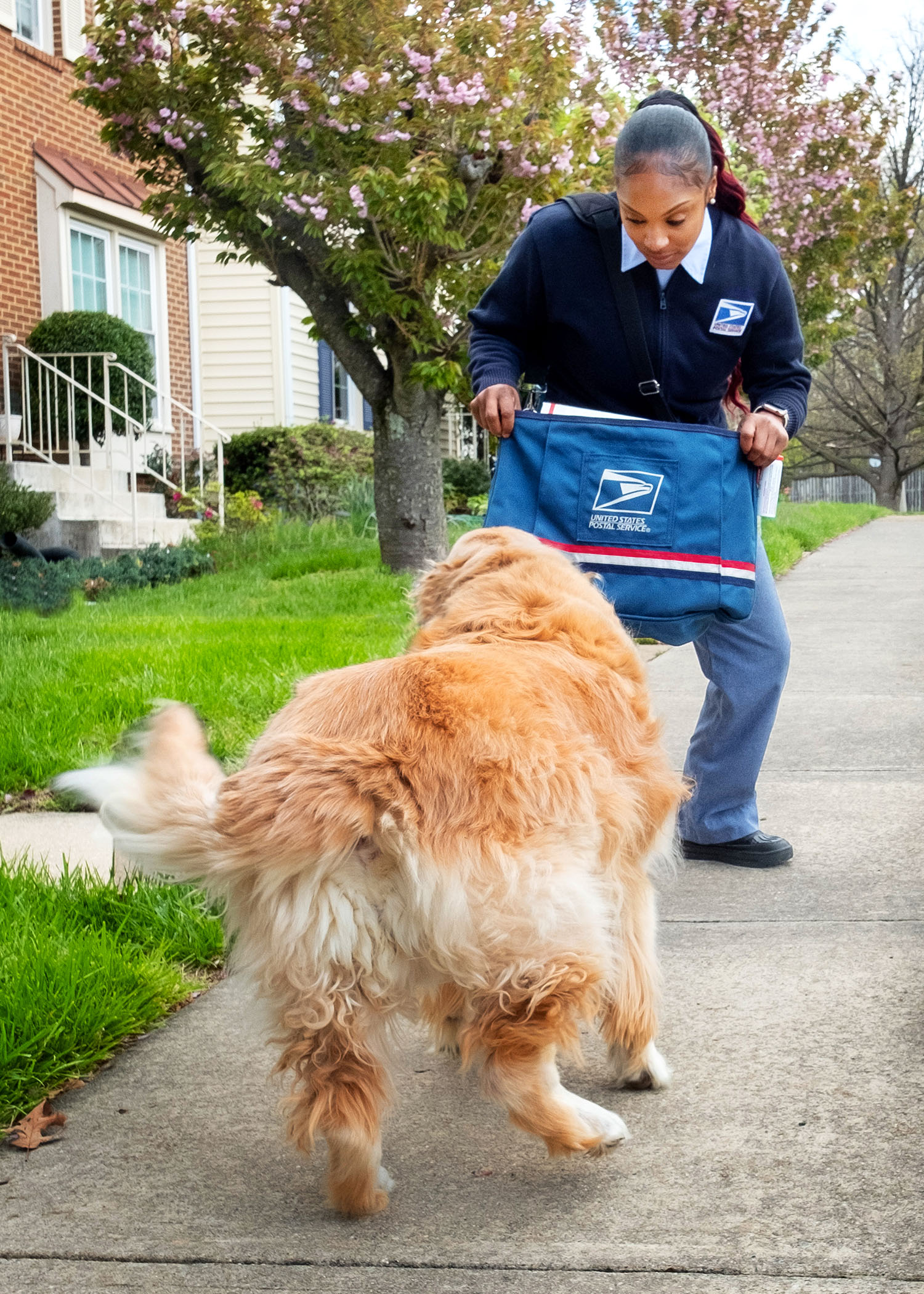 Golden Retriever confronting a Letter Carrier with satchel